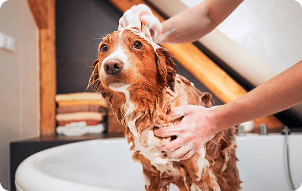Imagem cachorro tomando banho